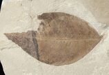 Fossil Swartzia (Legume) Leaf - Green River Formation #16759-1